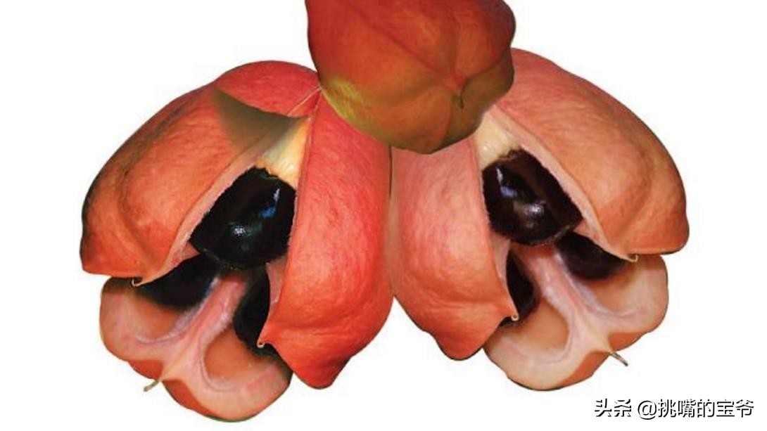 巴巴多斯中国人,巴巴多斯人在中国