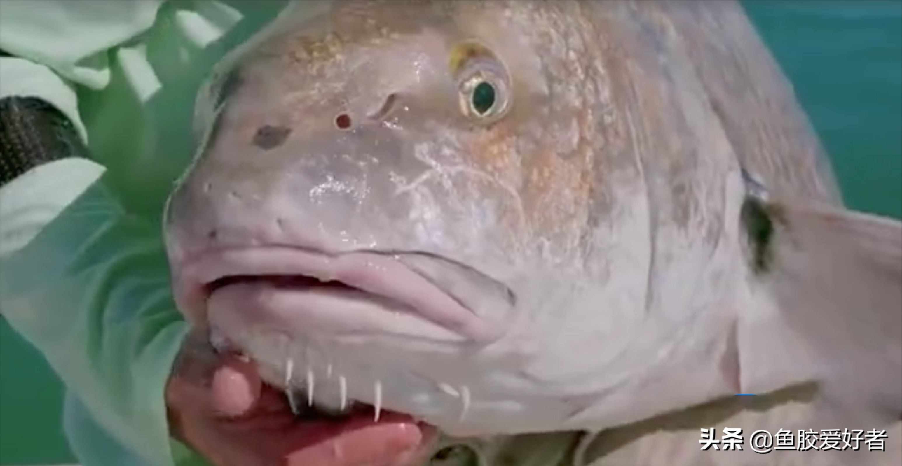 白花胶和赤嘴胶哪个好,白花胶和赤嘴胶比较