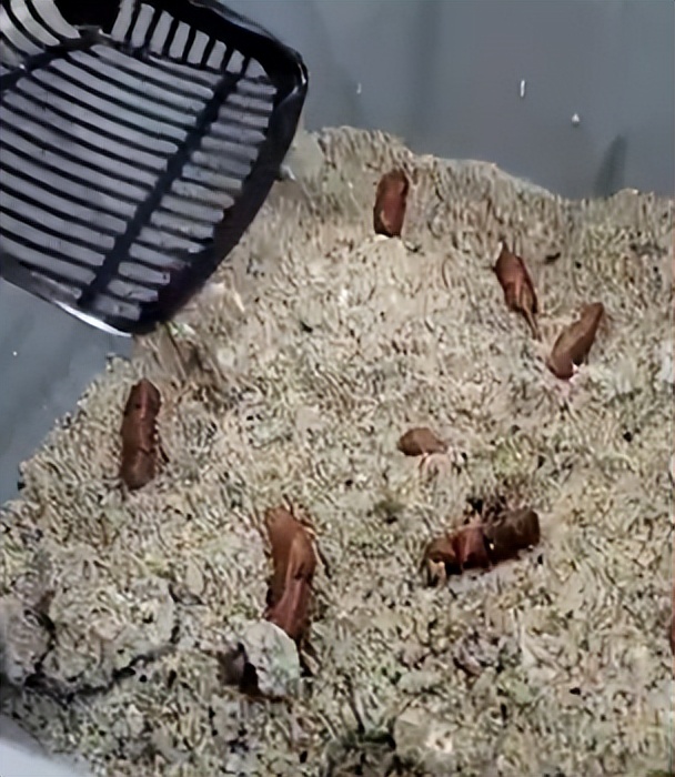 猫咪疯狂的吃猫砂,猫咪吃的猫砂是怎么做的