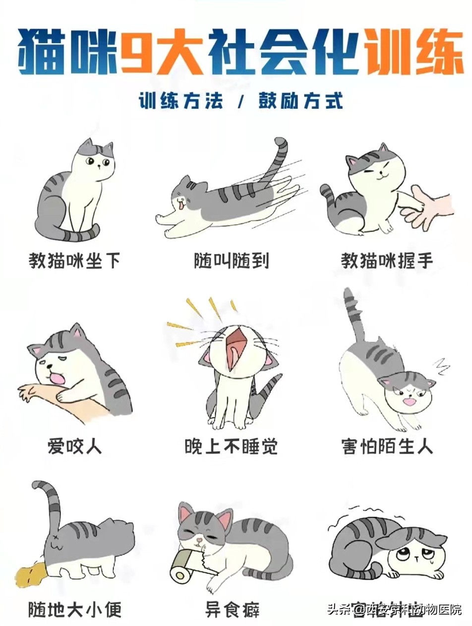 猫咪社会化训练方法快点学起来,猫咪社会化训练多久洗一场澡