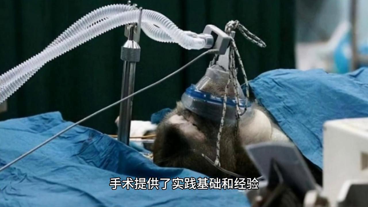 猴头移植成功，标志着医科进展神速#人的生命有望再继续#