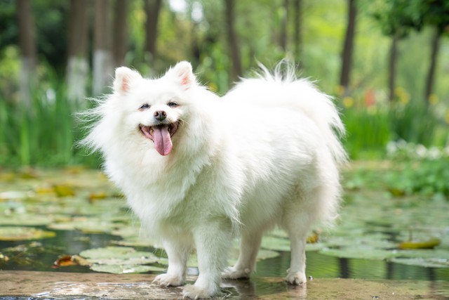 带宠物狗去旅行必备指南