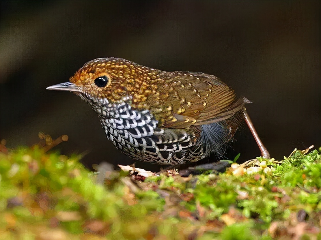 羽色最绚丽的鸟图片,鸟类雨后飞翔照片