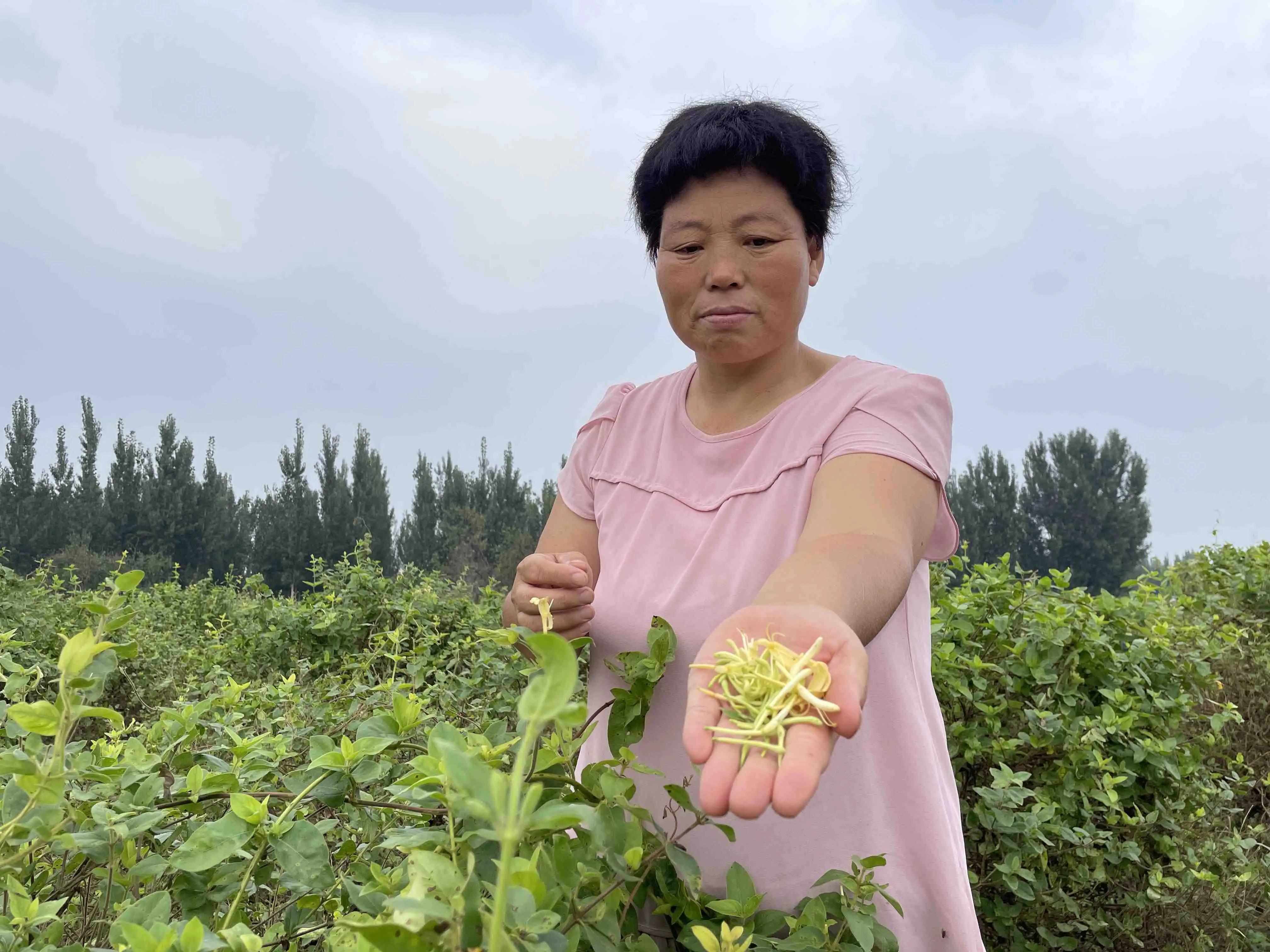 阿里巴巴振兴乡村经济,阿里巴巴在浙江参与乡村振兴计划