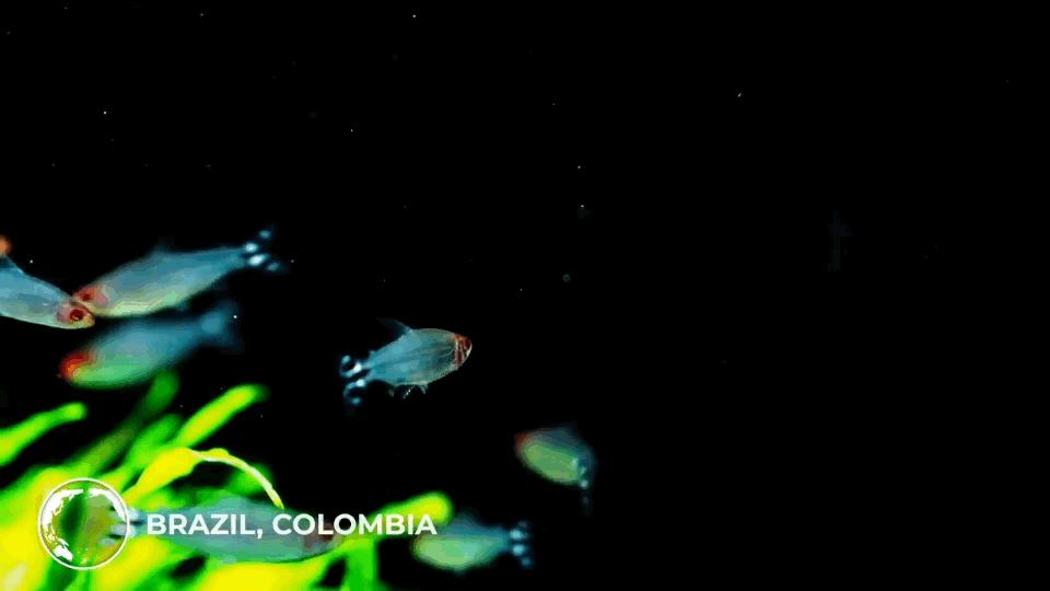 热带观赏鱼长视频,各种热带观赏鱼介绍