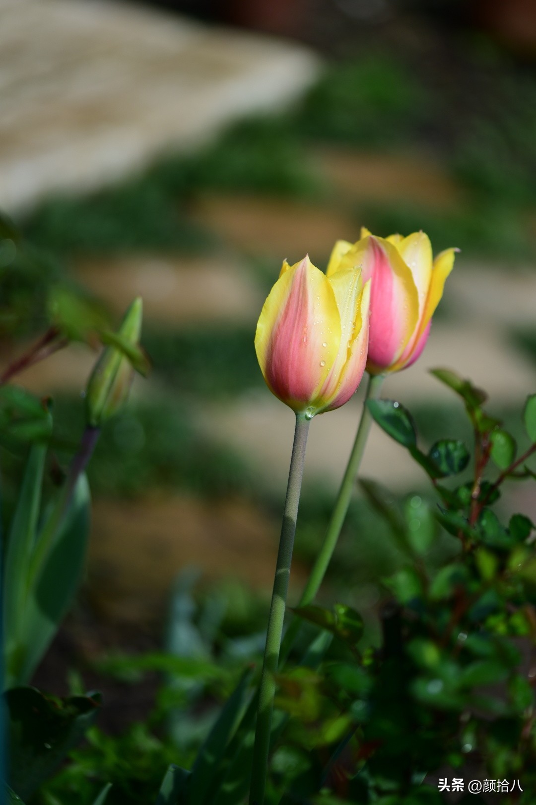 盘点今年河马花园里最美的几款郁金香|园丁