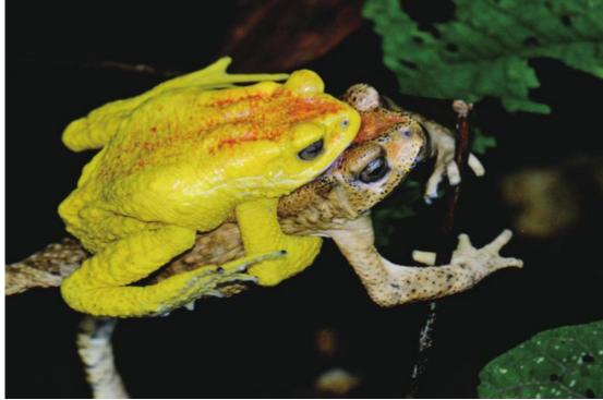 云南独龙江大量金蟾集结，网友：此乃祥瑞之兆，见金蟾就发大财！