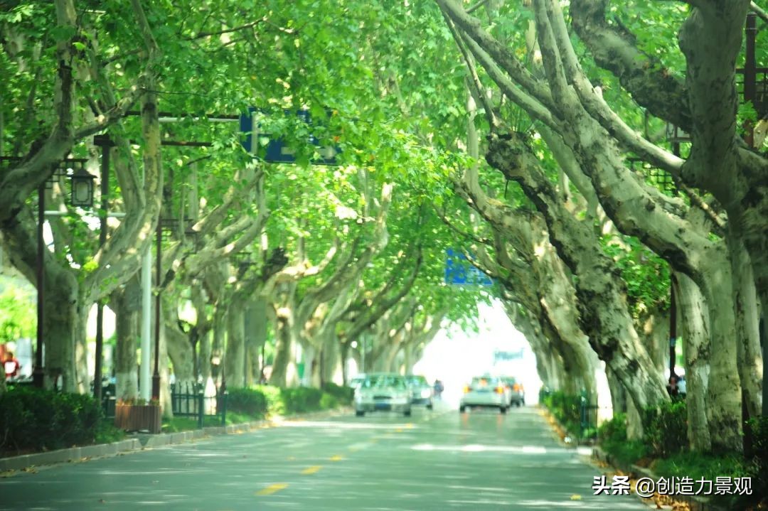 一花一草一世界原创花草,一花一草一世界赏花享受最好时光