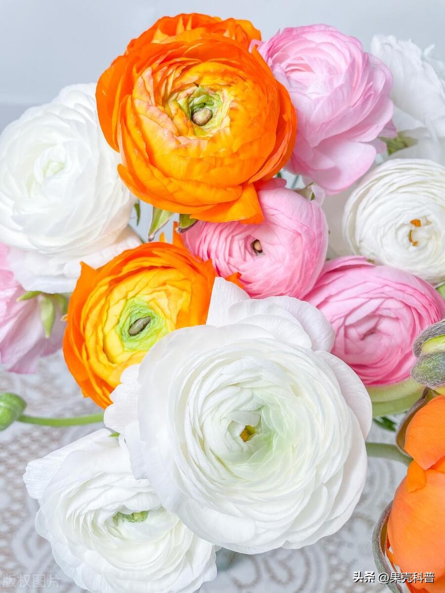 第三篇：花的奥秘|植物探秘：探索奇妙的绿色世界