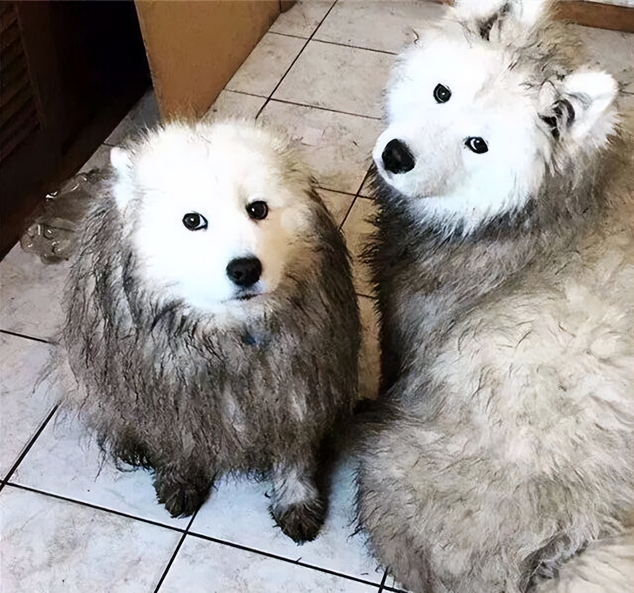 三大无攻击性犬类真的不会咬人吗,秋田犬的五大缺点无攻击性的犬