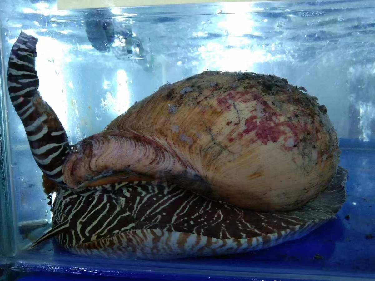 安徽女子买河蚌开出珍珠,女子买椰子螺开出美乐珠