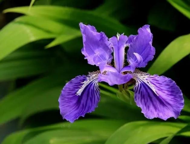 北方庭院常用花卉讲究,适合北方院子花卉哪些最好养