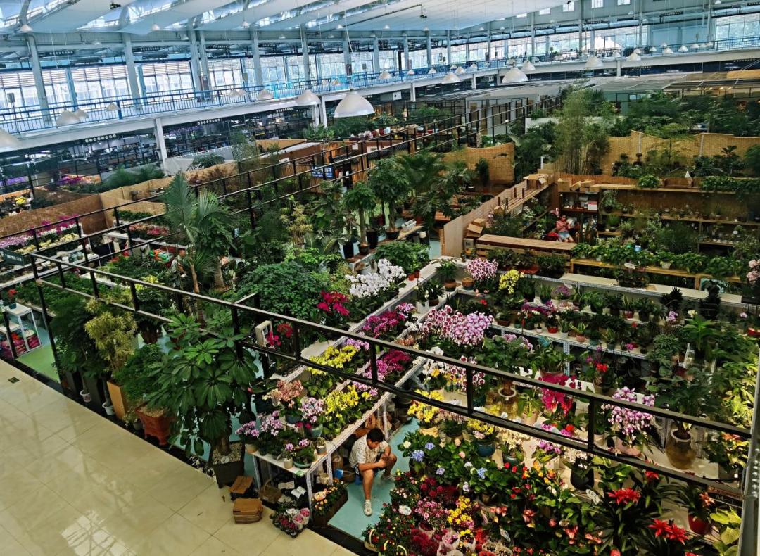 保姆级购物攻略,花市潜规则大揭秘教你怎么买花