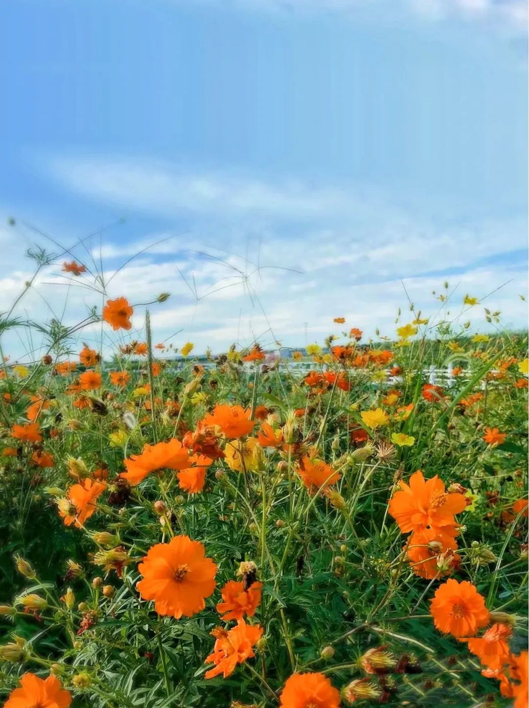 天津最好露营地推荐,天津南堤露营地推荐过夜