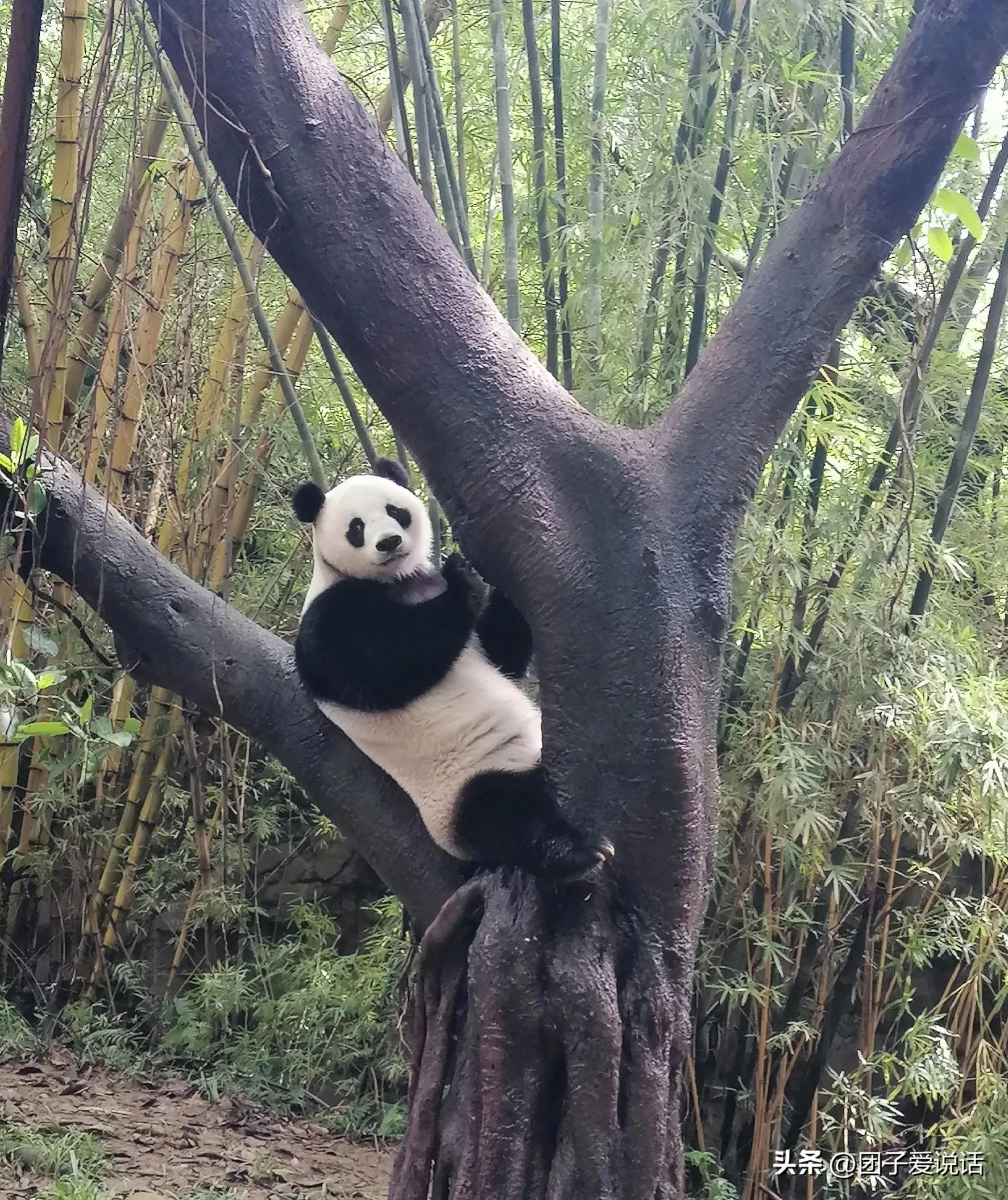 广州长隆野生动物园的大熊猫,广州长隆野生动物世界大熊猫