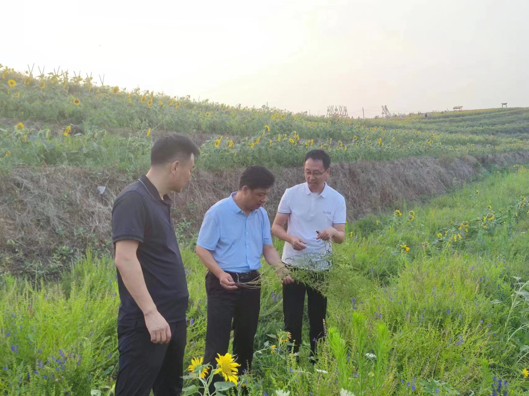 中药材提质增效实施方案,周至县县域经济发展创新