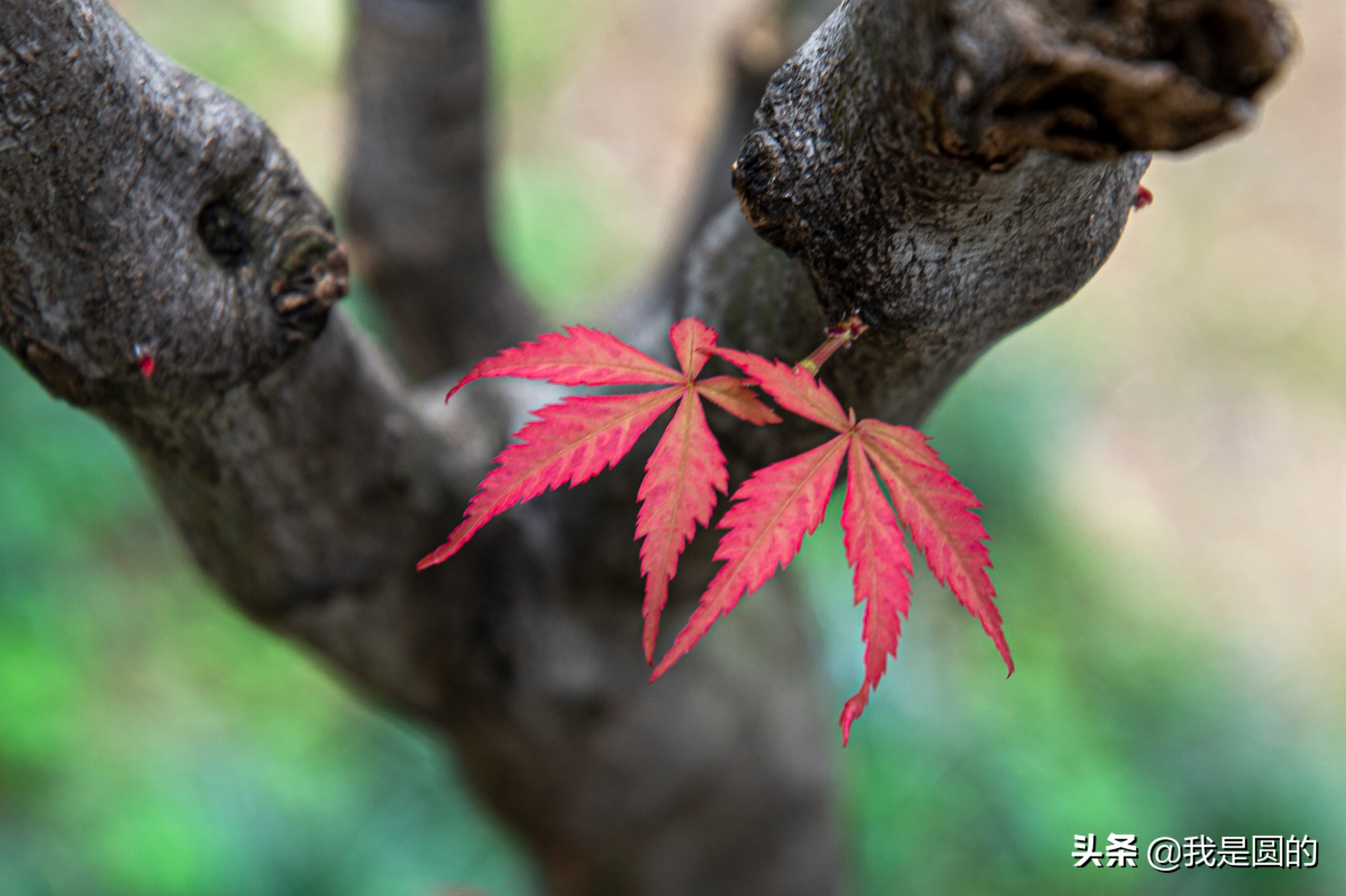 “五.一”树叶也很红（原创摄影+随笔300字）