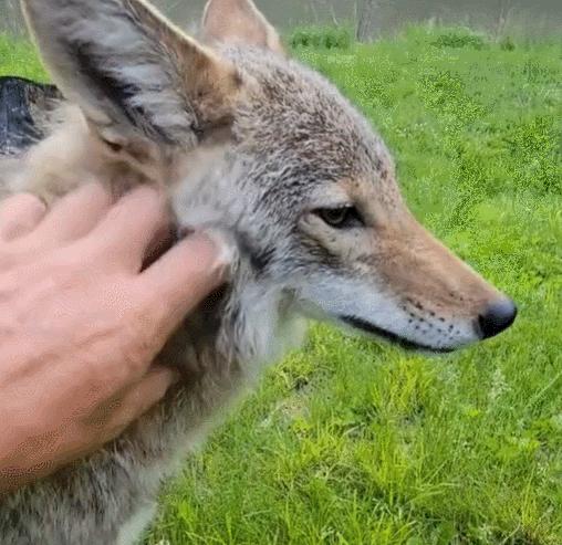 笑死！狗子天天往家里带狼，大叔从害怕到麻木，到最后来者是客