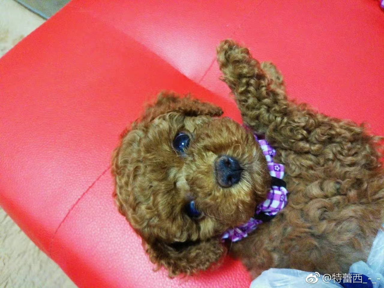 养猫记全集播放,恋猫记2