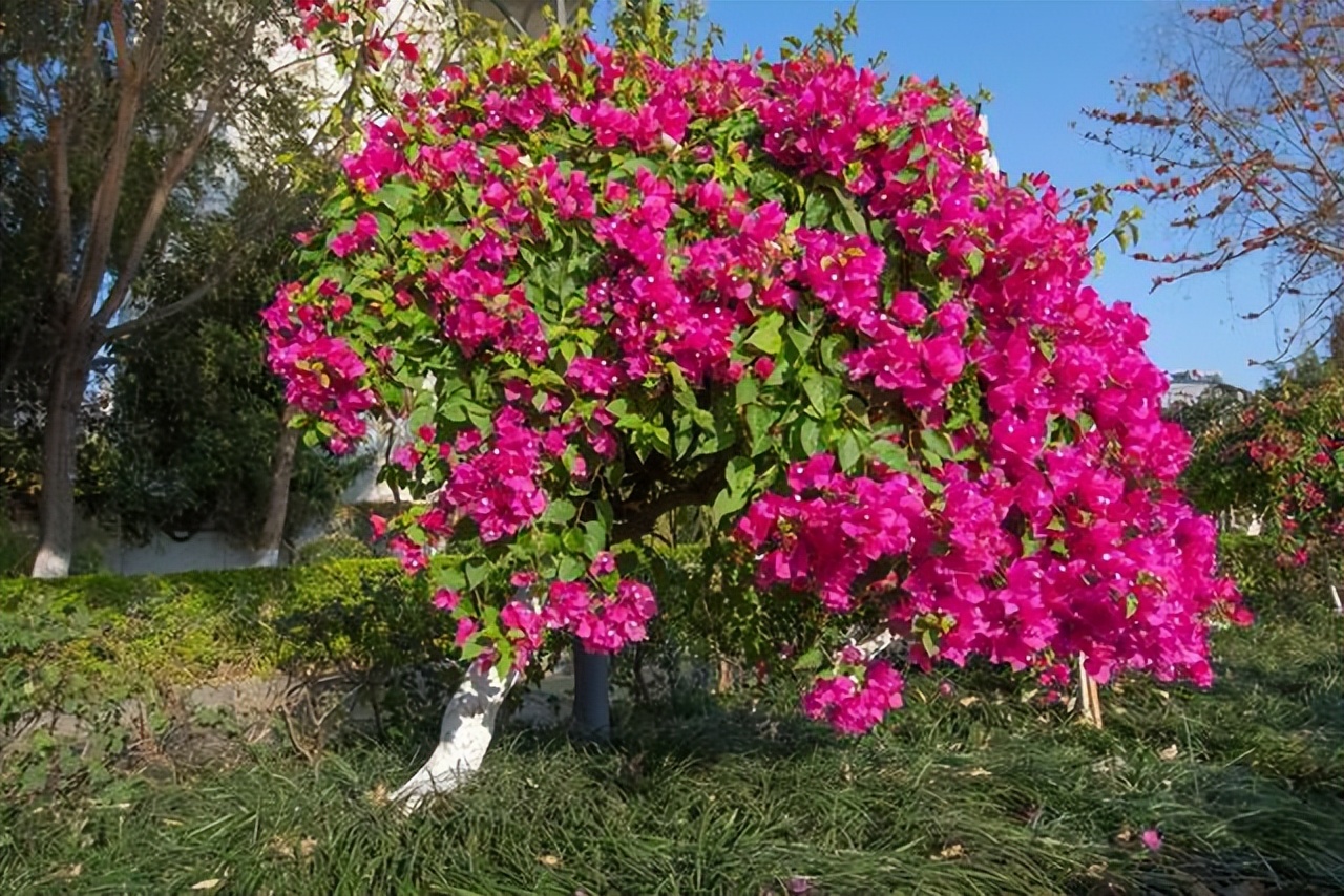 最耐阴的爬藤花四季常青,什么花爬藤比较好