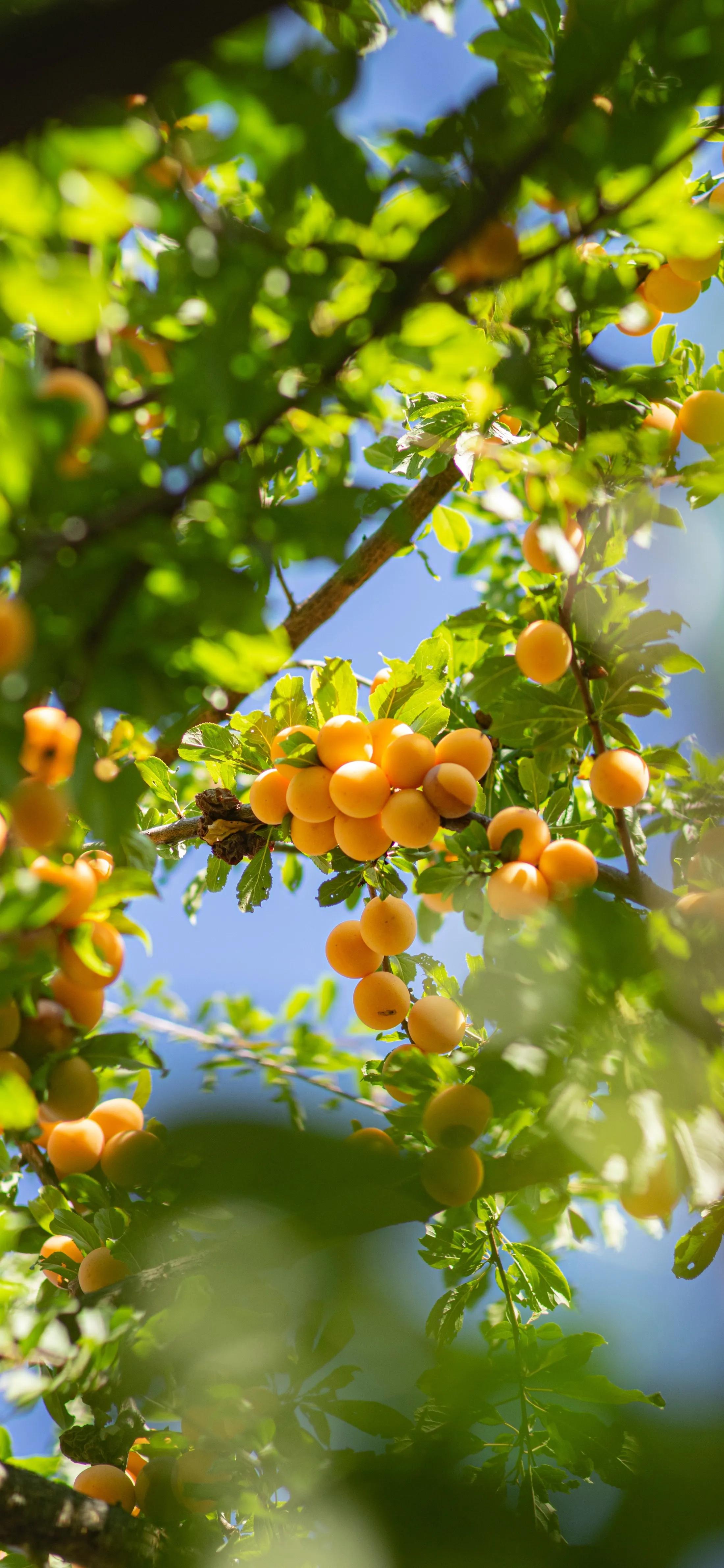 高清全面屏手机壁纸,米奇壁纸高清全面屏