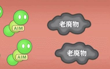 日本让猫咪寿命翻倍的药,aim蛋白可以让猫咪长寿吗