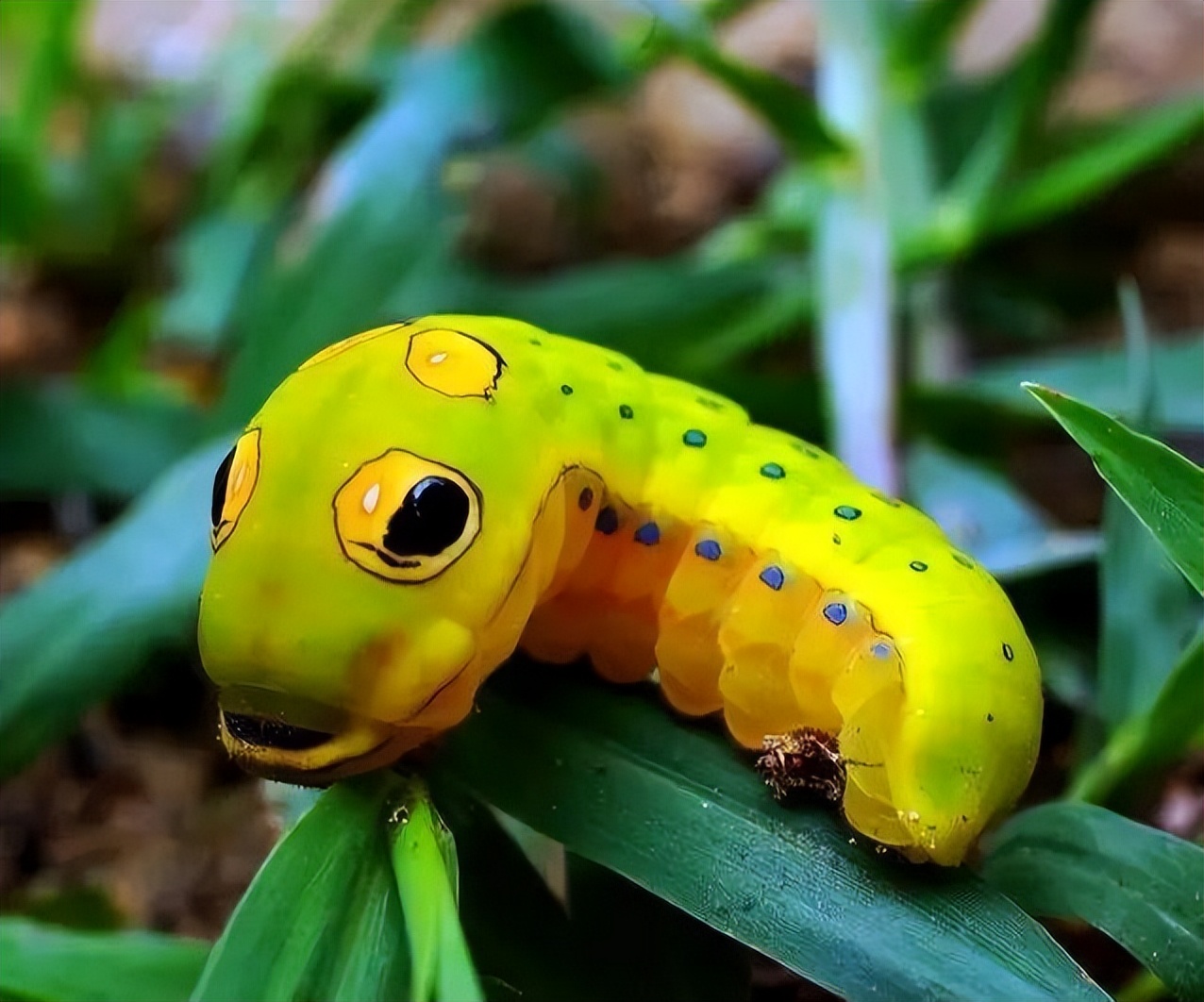 长得跟千足虫很像的虫子,长得很像蜈蚣的虫子图片
