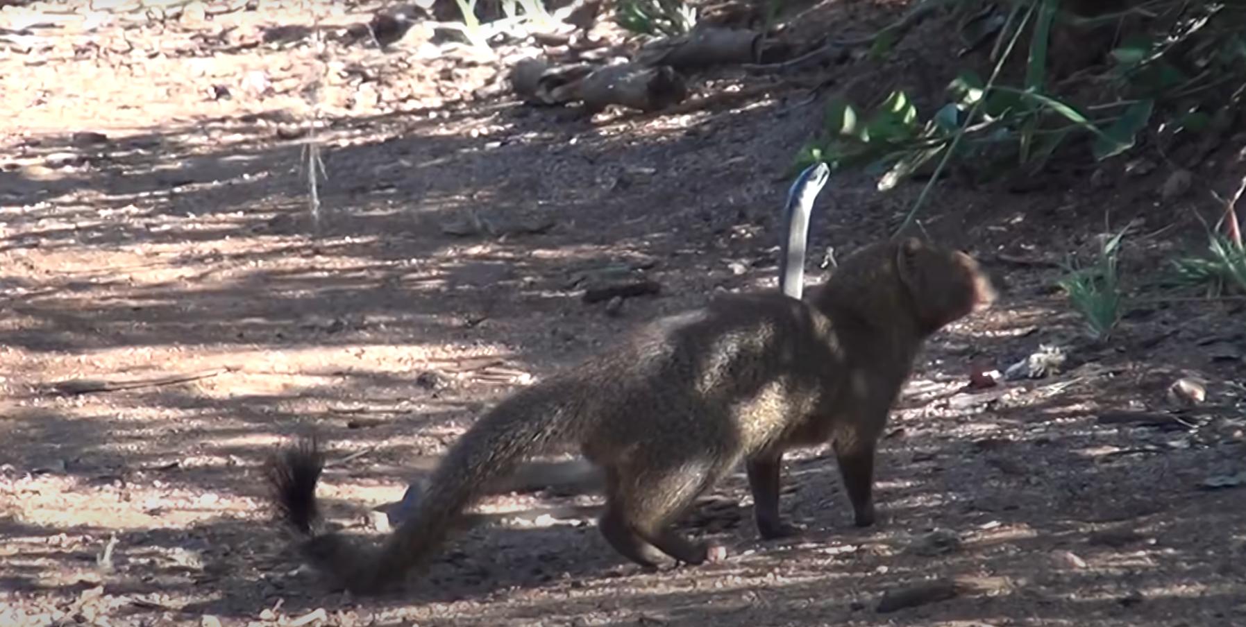 獴和毒蛇同归于尽,獴和毒蛇大战