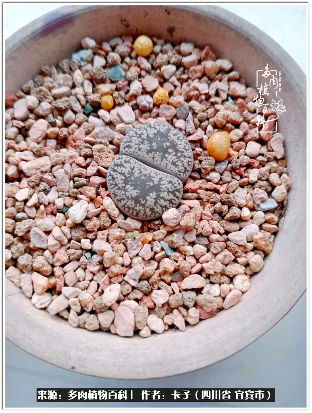 送我一轮明月文案,送我一轮明月