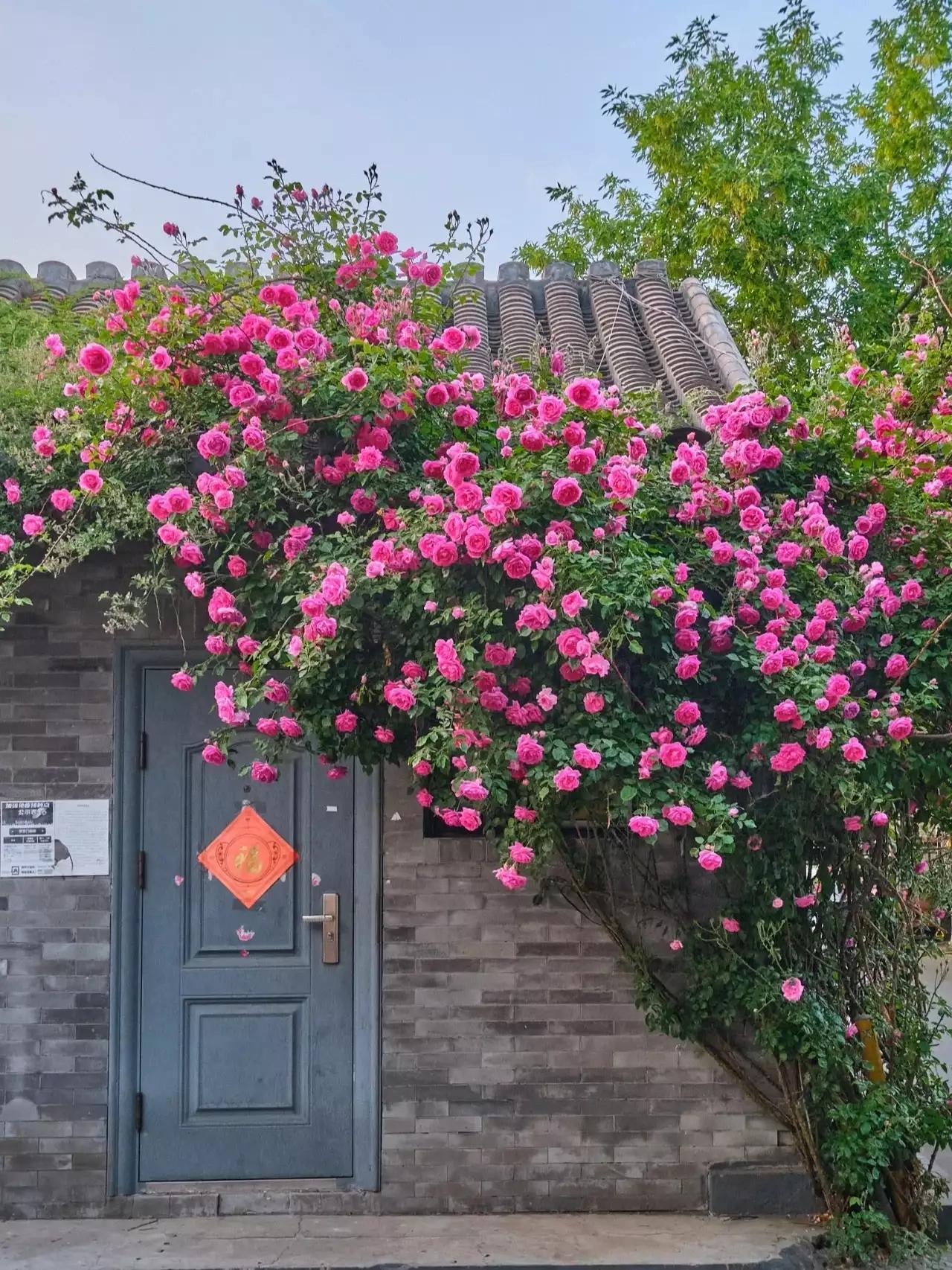 手机壁纸北京春天,北京胡同秋天壁纸