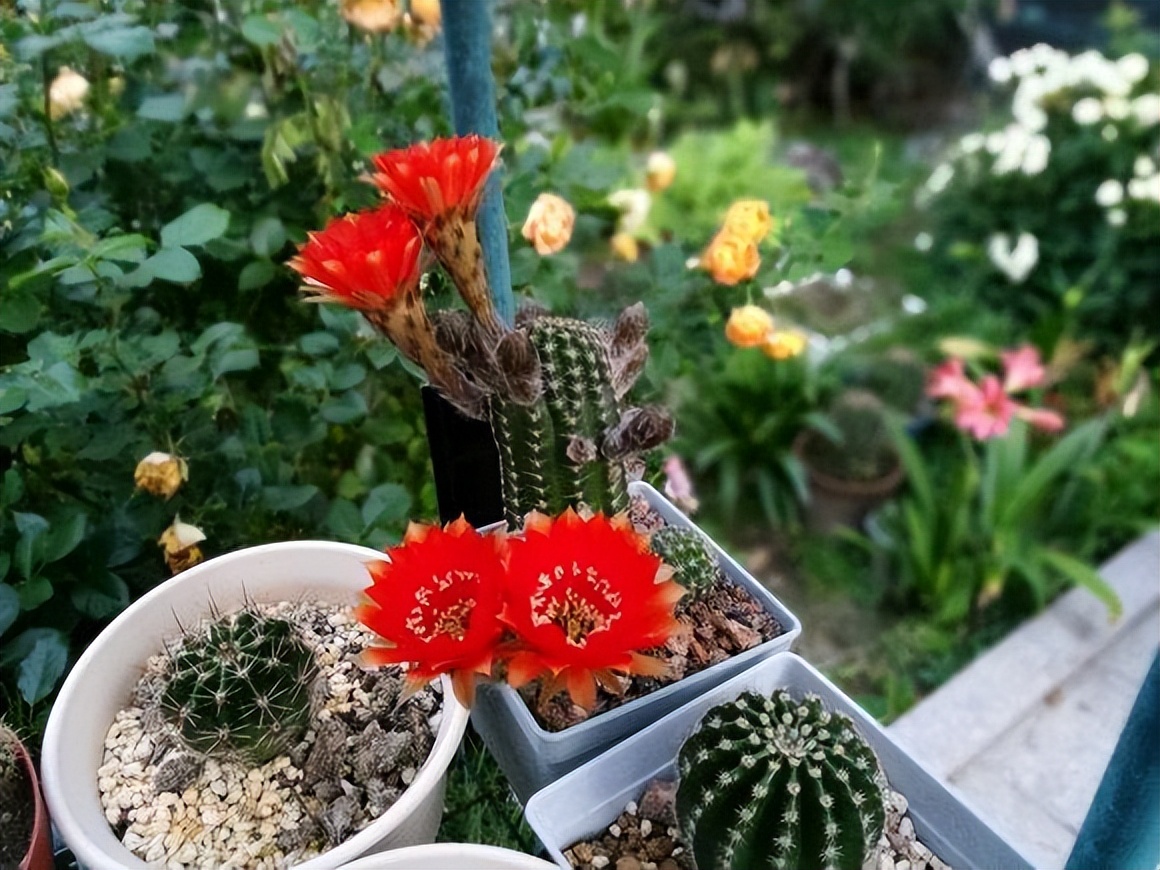 仙人球怎么过冬多久浇一次肥,仙人球冬天浇水的正确方法