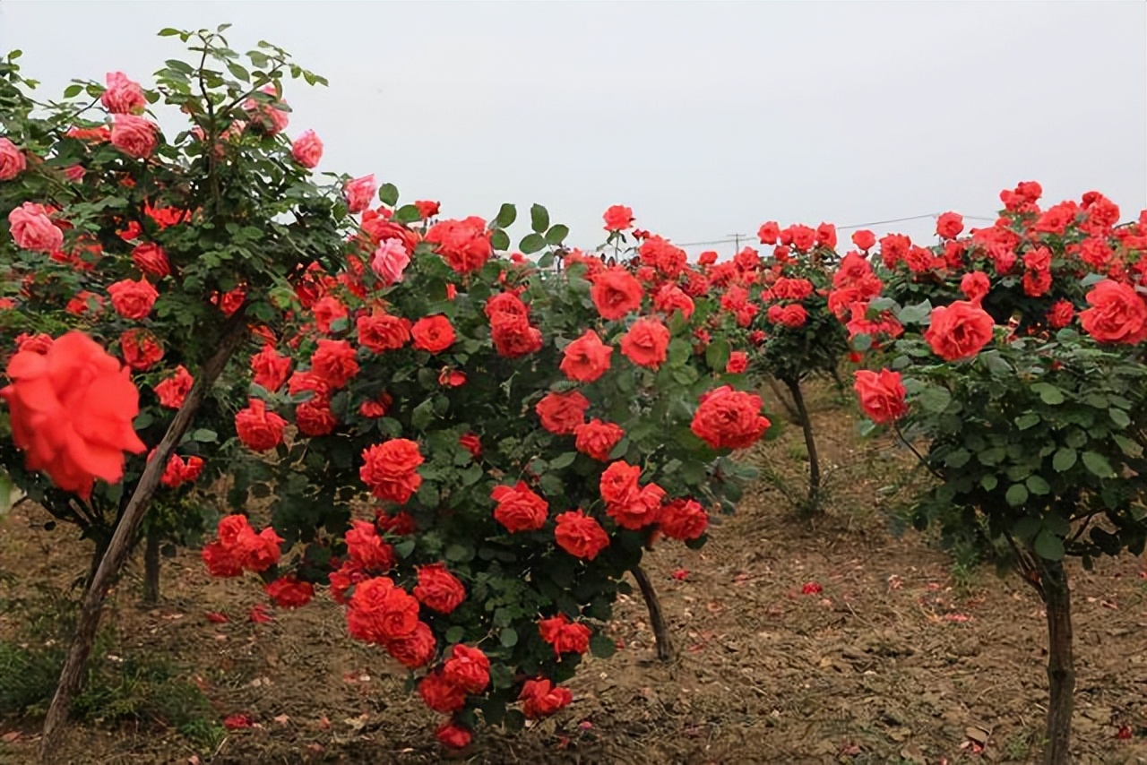 大庭院养什么花四季常开,庭院应该养什么花