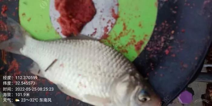 冬天野外垂钓鲫鱼,垂钓小鲫鱼调漂