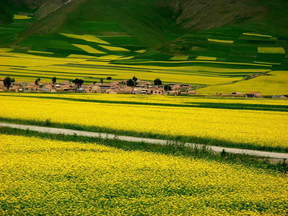 祁连大草原青海湖四日游,大美青海六日游
