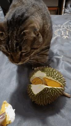 榴莲有点开口了有点长毛,榴莲靠近核的地方像长毛