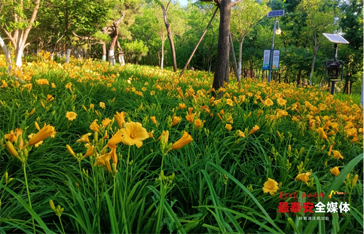 花似百合叶如兰，*安泰**这些地方的萱草花开了！但有个重要提醒