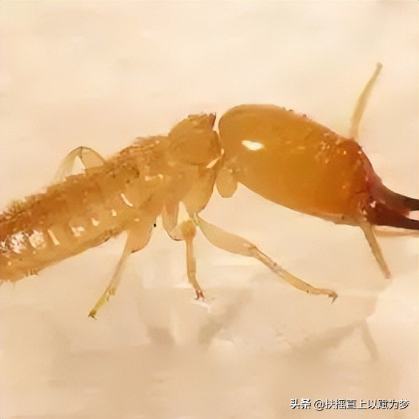 白蚁防治员是做什么的,白蚁防治管理人员培训班教些什么