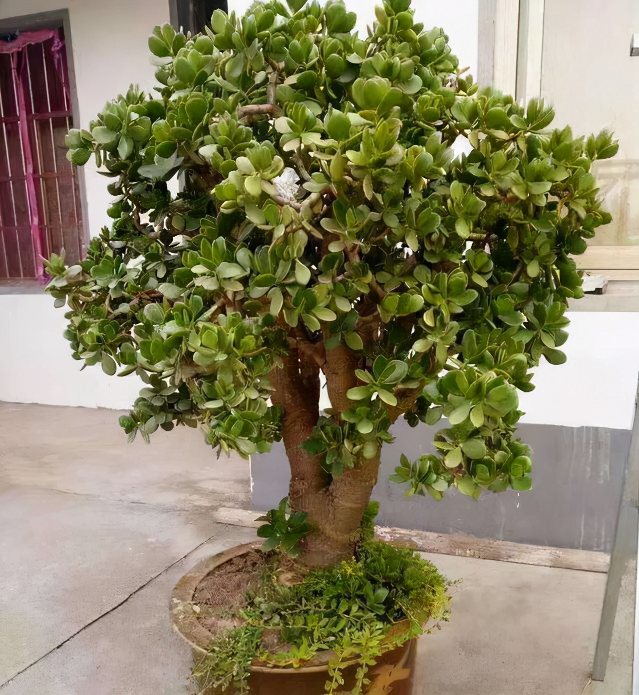 玉树修剪什么造型好看,玉树修剪造型详解