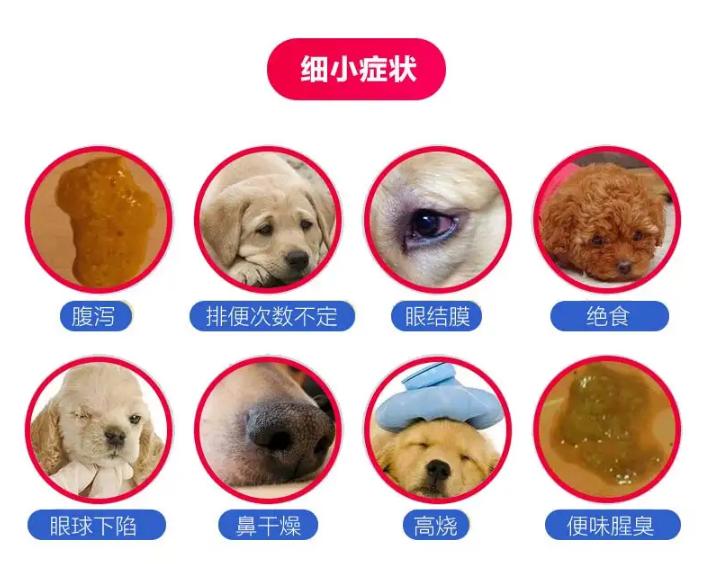 宠物诊所给狗看病贵吗,狗看病有多贵