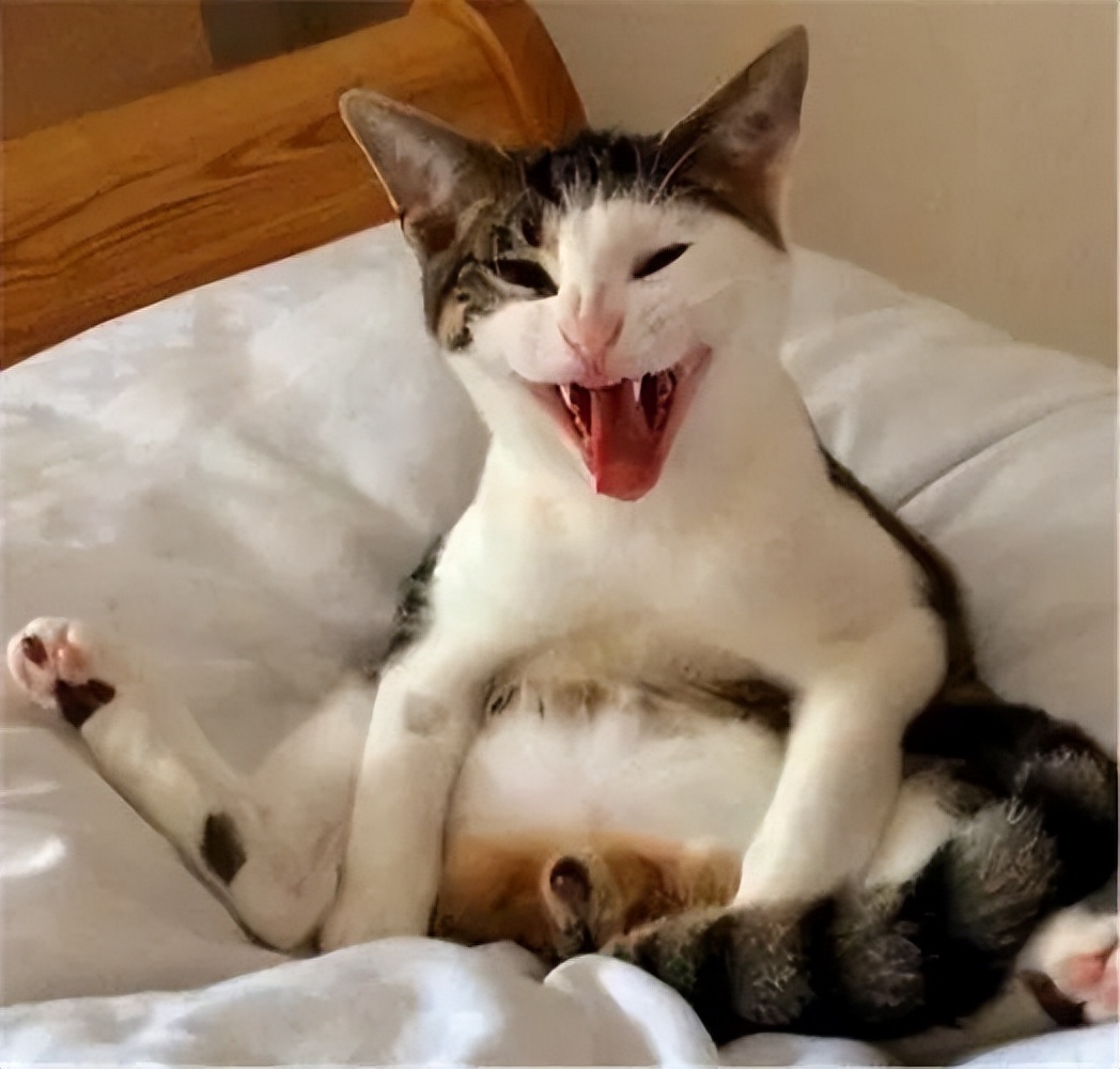 公猫绝育前后有什么变化,公猫绝育后性格有什么变化