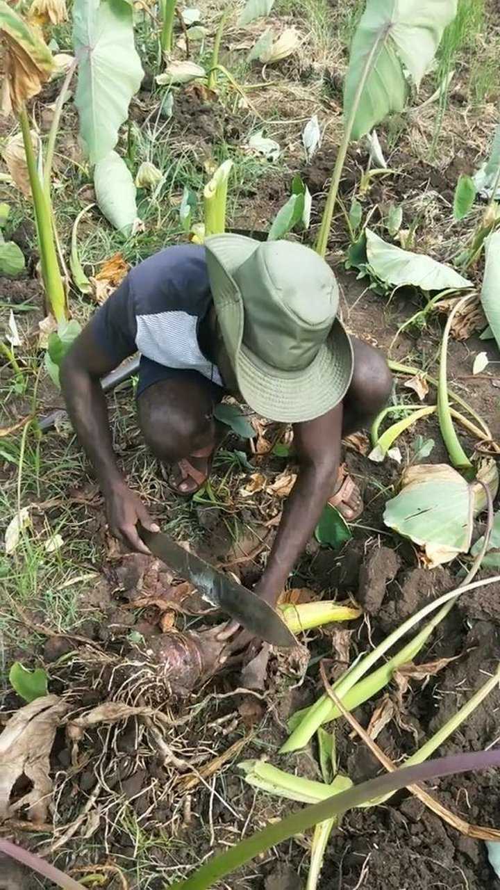 非洲国家种植粮食，为何宁愿大量种芋头，也不种水稻和小麦？