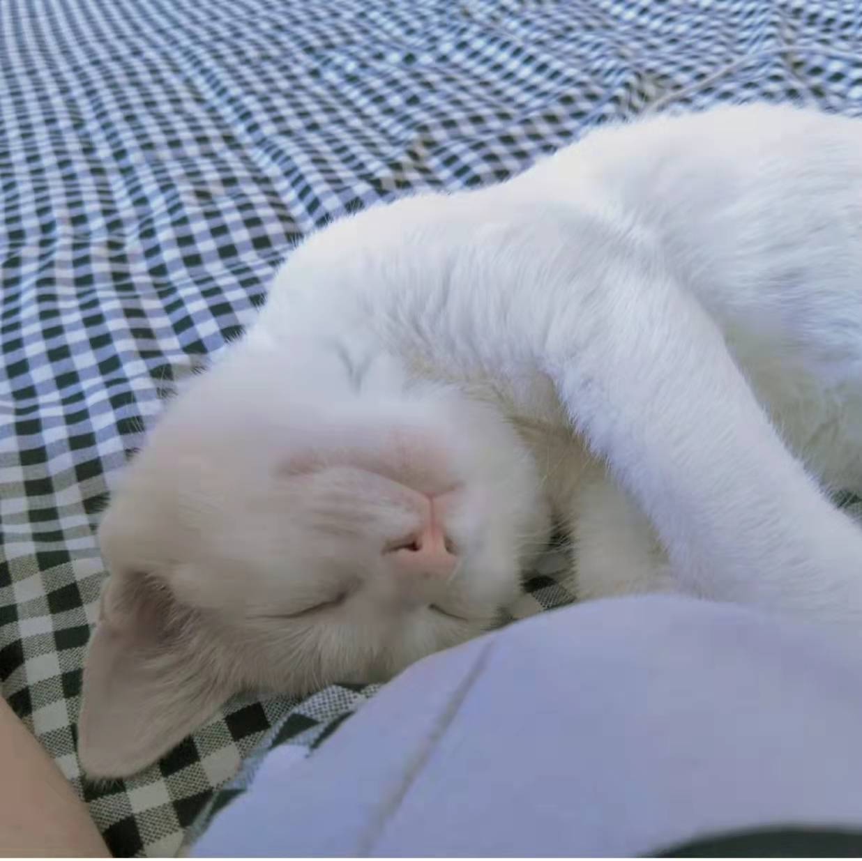 为什么养了猫之后谈恋爱好难 (养猫可以走出分手的伤心吗)