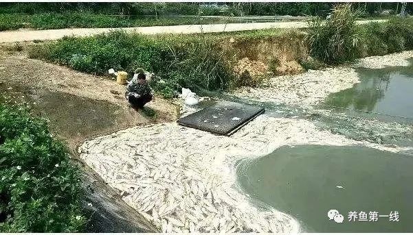帆布池养殖泥鳅到底行不行,南美白对虾帆布池养殖可靠吗