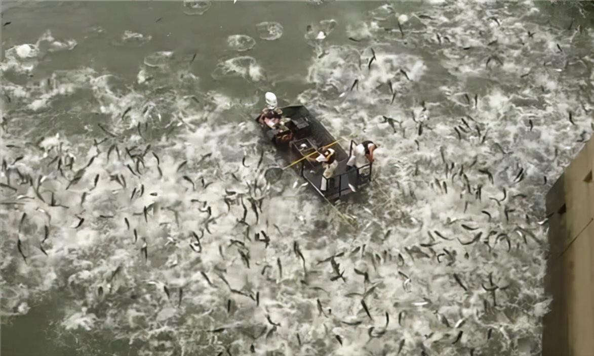 在美国很受欢迎的罗非鱼刺少肉多,美国罗非鱼刺少肉多