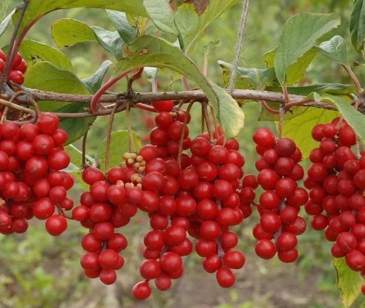 100种迷人的“数字花”,从零到一百万,真是太神奇了