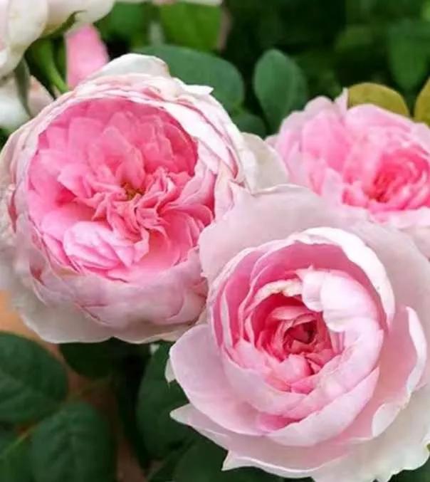 月季品种醉花,月季品种大全及图片欣赏