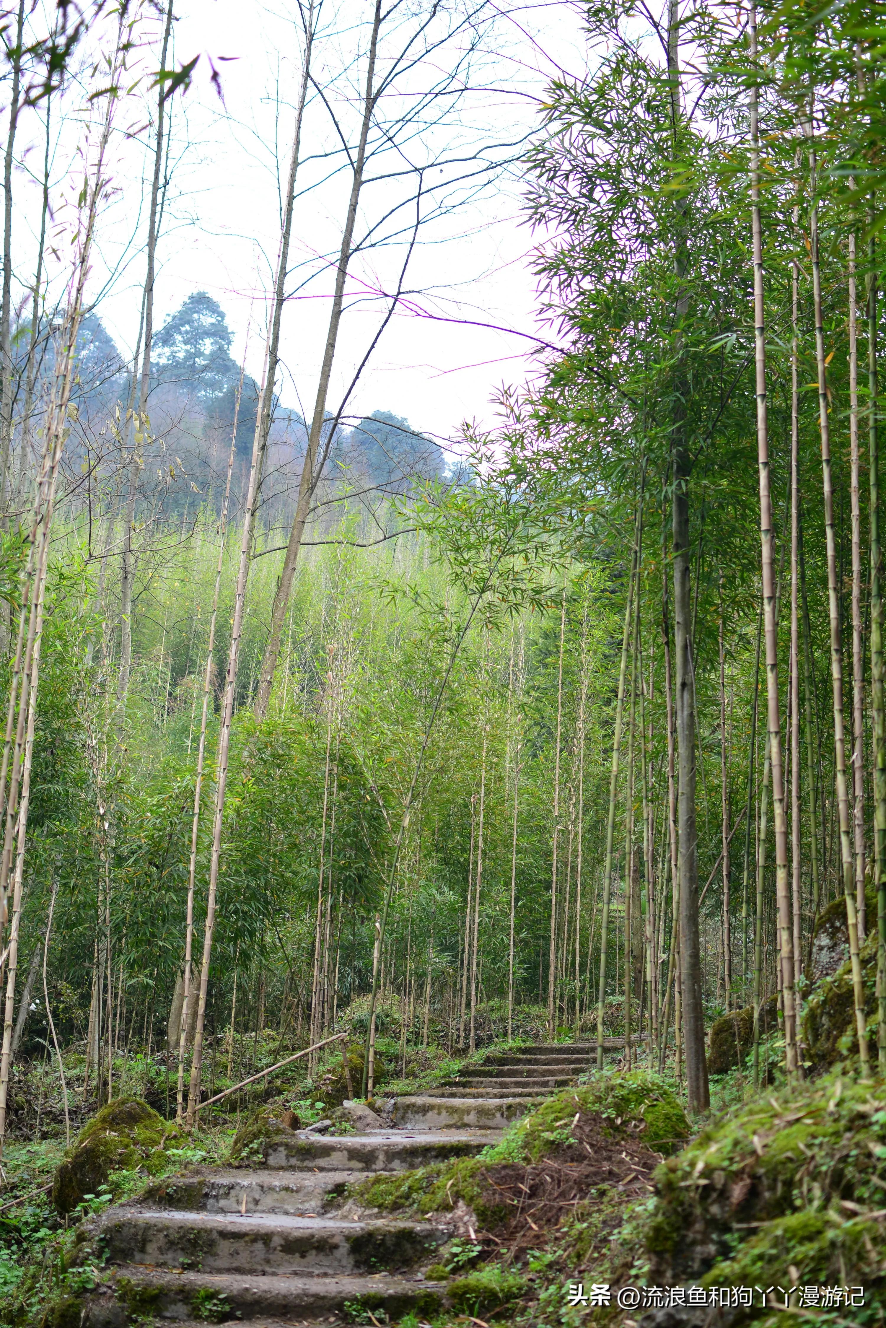 四月份成都近郊一日游好去处,2022成都近郊看雪一日游最佳去处