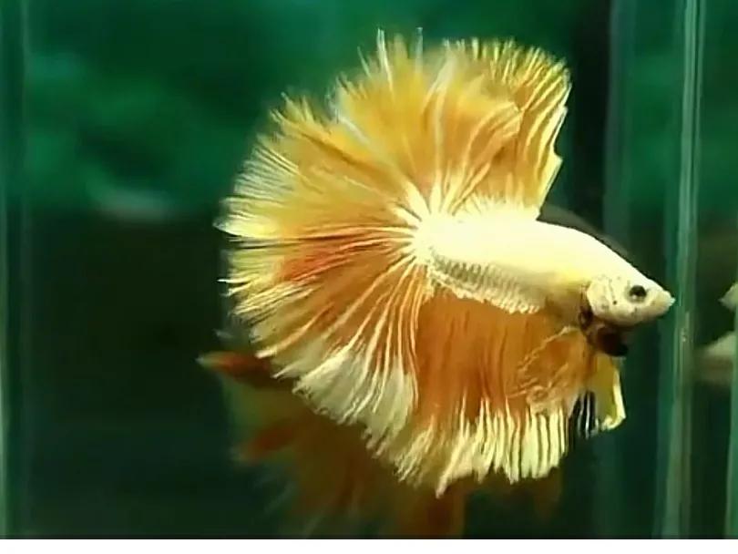 养斗鱼榄仁叶需要一直放在水里吗,养斗鱼用的榄仁叶怎么使用