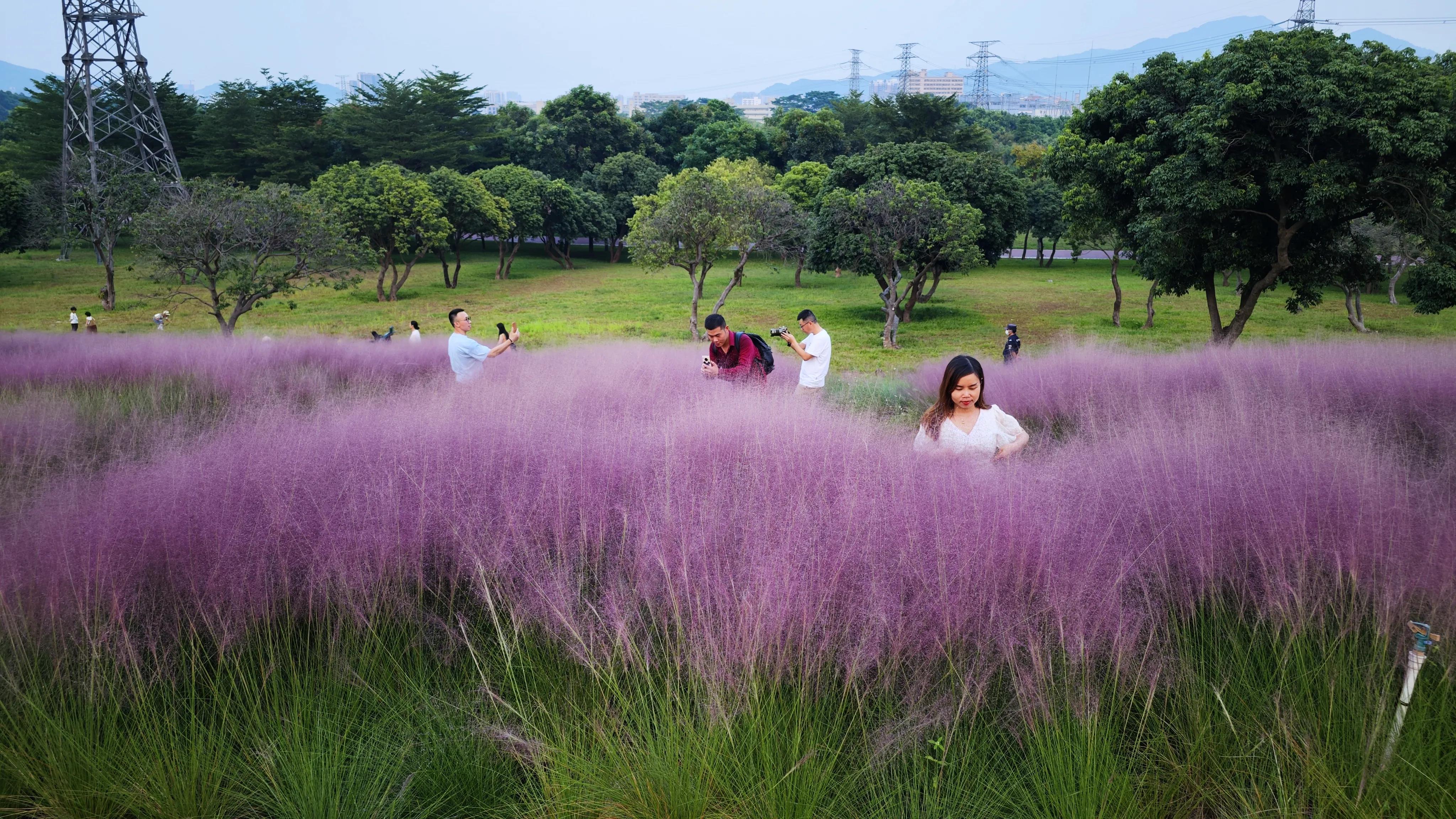 深圳环湖徒步,深圳环形绿道有哪条