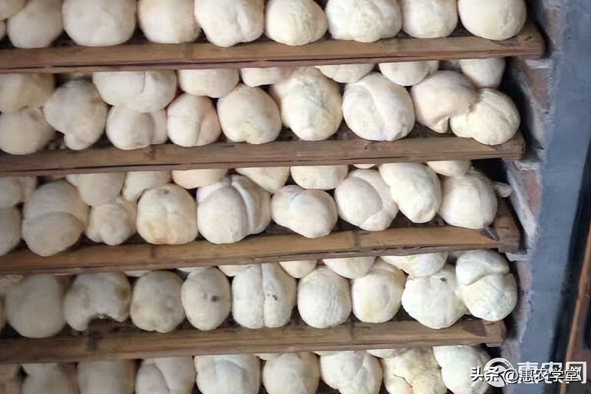猴头菇市场价多少钱一斤,猴头菇价格多少一斤合适